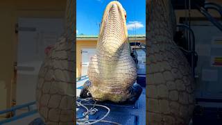 GIANT GATOR viralshorts indonesia gatorhuntingaligator viralvideo [upl. by Madelin294]