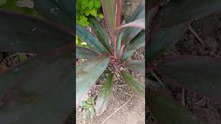 Cordyline plant my garden update garden plants gardening [upl. by Eineeuq]