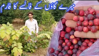 Falsa Farming in Pakistan  Falsa Garden  Falsay ka bagh  Heaven Food World [upl. by Bakerman]