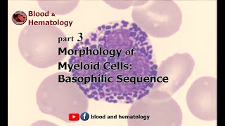 Morphology of myeloid cells part 3 Basophilic sequence [upl. by Ewald]