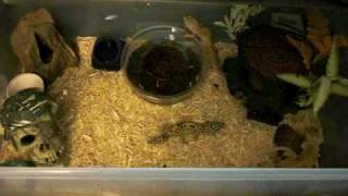 Leopard gecko care  cage setup info  breeding [upl. by Ettelorahc950]