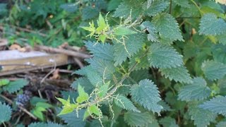 Common Stinging Nettle Identification edited  see description [upl. by Tadd]