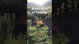 Desert Bird of Paradise [upl. by Egni]