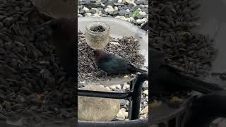 Beautiful cowbird ❤️backyardnaturebirds [upl. by Notgnirrab]