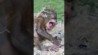 Adorable Baby Orangutans Massive Yawn shorts [upl. by Lenahs]