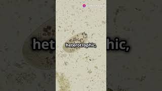 Characterstic of protista Part 2 neet shorts viral bio [upl. by Ansell464]