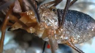 Common Harvestman aka Phalangium opilio [upl. by Trebleda]