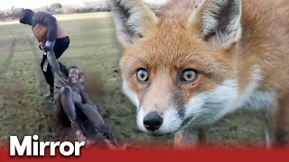 The violent reality of fox hunting in the UK  Exclusive [upl. by Carolyn]