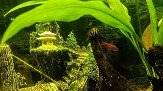 Nerite Snail crowned KING Other cool fishy moments [upl. by Carolan236]