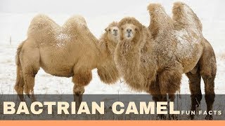 Bactrian camel fun facts for kids – Interesting camel information you need to know [upl. by Mishaan]