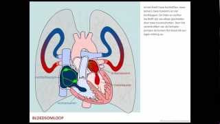 Bloedsomloop  Bloed [upl. by Avah]