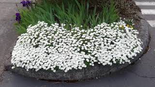 Candytuft  Iberis sempervirens [upl. by Anne-Corinne]