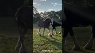 Clydesdale a feathered leg horse  Educational video facts shorts horse [upl. by Tandi233]