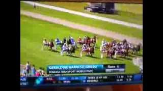 Jockey falls off cart during horse race in Temuka New Zealand [upl. by Hendrickson198]