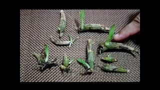 How to propagate dendrobium orchids the most effective way [upl. by Ernest678]