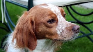 Brittany Spaniel Epagneul Breton [upl. by Saisoj]