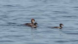 Hooded Merganser Family Mud Lake [upl. by Aietal466]