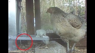 Chicken Training on Treadle Feeder rat proof [upl. by Minne]