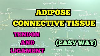 ADIPOSE CONNECTIVE TISSUE  TENDON AND LIGAMENT EASY WAY [upl. by Eelahc187]