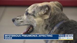 This one seems pretty scary Mysterious pneumonia affecting dogs [upl. by Charron700]