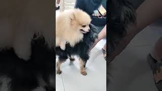 Dog breeding pomeranian dogstud doglover [upl. by Japeth137]