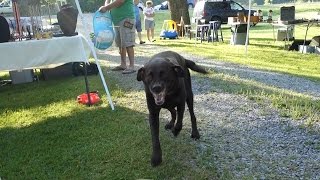 Crazy Chocolate Lab Destroys Yard Sale [upl. by Berthold]