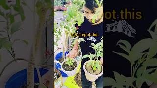 Tecoma plant ☘️  propagation and repoting care shorts [upl. by Hollinger344]