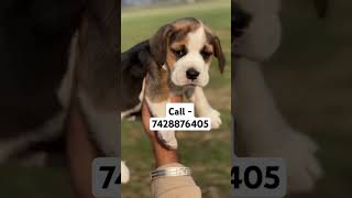 Beagle puppies for sAle in Delhi ncr musicalpaws music song puppy savethepuppies rescuepuppy [upl. by Rein230]