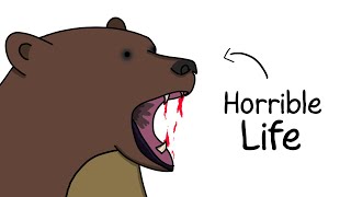 Why It Sucks to Be Born as a Brown Bear [upl. by Kyle]