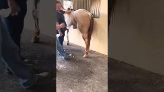 name plet🐴 horse equestrian cowboys satisfying rodeo ytshorts animals youtube shorts [upl. by Theone841]