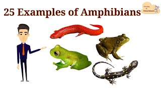 25 Examples of Amphibians  List of Amphibians with Picture [upl. by Chelsae]