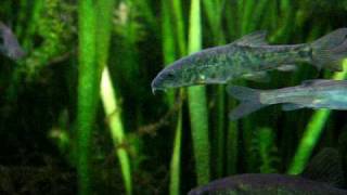 My Common Barbel in fish tank  Flussbarbe im Aquarium 26 [upl. by Colon]