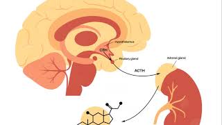 Basic introduction of hypothalamus pituitary axis USMLE Made Easy [upl. by Emmanuel]