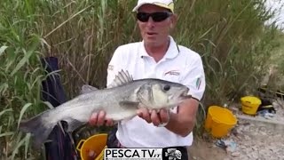 MARCO VOLPI spiega COME PESCARE SPIGOLE E ORATE con CANNE E PASTURATORI  feeder fishing  Pesca TV [upl. by Litha952]