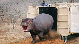 Watch These Animals Being Freed For The First Time  Emotional Moments [upl. by Lenwood]