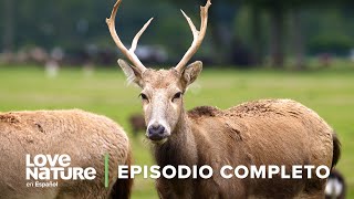 ¿Podemos REVIVIR a los animales EXTINTOS  Imperios Animales  Ep 2 animales documental [upl. by Dorothee967]