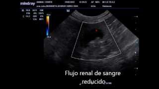 Hidronefrosis en un felino Ureterolitiasis Ecografia veterinaria Nefrovet Colombia [upl. by Ecirb]