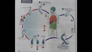 life cycle of Schistosoma trematodes [upl. by Casavant]