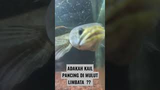 CHANNA LIMBATA FLARING GANASS  MENTAL PREMAN [upl. by Eeladnerb]