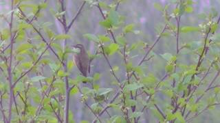 Sedge warbler  Rokitniczka [upl. by Eerized785]