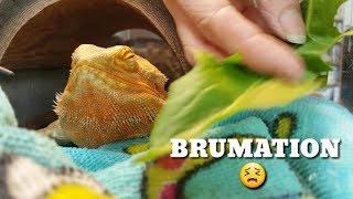 BRUMATION 101  Reptile Hibernation [upl. by Charisse562]