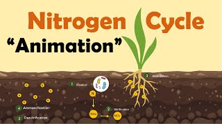 NITROGEN CYCLE  Biology Animation [upl. by Fulvia]