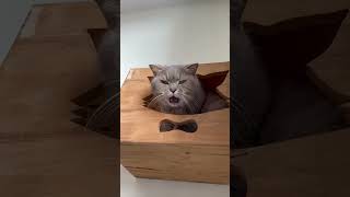 🐱❤️🗣️ Milky loves speaking 🐭🐱❤️😂cat cats furry love pets catnip fun funny meow cute yawn [upl. by Lacy]