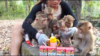 Feed milk for all abandoned monkeys [upl. by Eceinej]