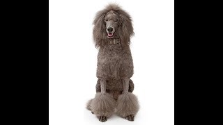 Poodle Dog Breed [upl. by Rus]