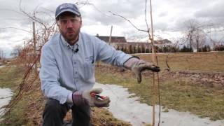 Caring for Young Grape Vines [upl. by Lassiter]