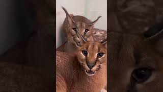 Caracals growling for their space  Caracals claiming the couch [upl. by Fonsie910]