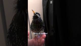 This starlings mimicry is incredible 🤯 [upl. by Amadis811]