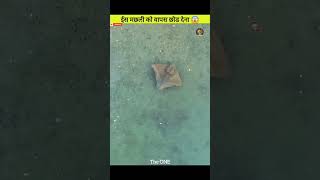 How Much Dangerous Is Tickling To Stingray😱shortvideotrendingviralviralvideoshortsytytshorts [upl. by Nolrak689]