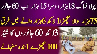 Cattle Farming profitable business in pakistan ￼ [upl. by Eissed]